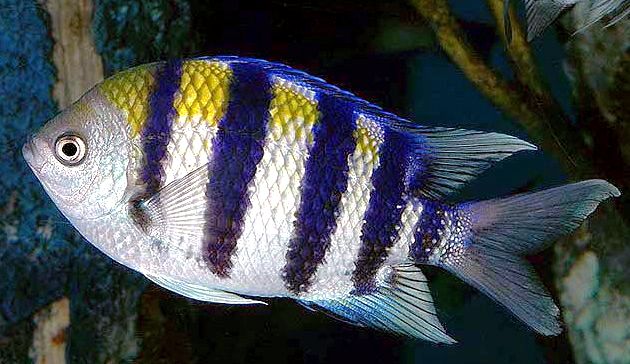 Abudefduf saxatilis_003